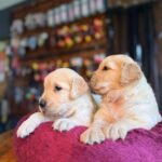 Burkem’de Yıldızlaşan Çikolata Rengi Labrador Yavruları