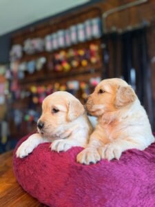 satılık golden yavruları