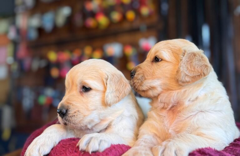 satılık golden yavruları