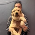 Büyük Köpek Irklarının Beslenme Tablosu