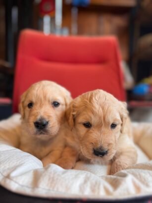 satılık golden retriever yavru