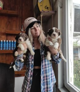 kızıl border collie