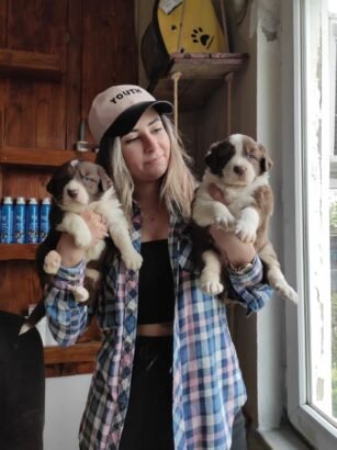 kızıl border collie