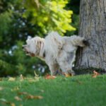 Burkem’de Satışa Hazır Border Collie Yavruları!