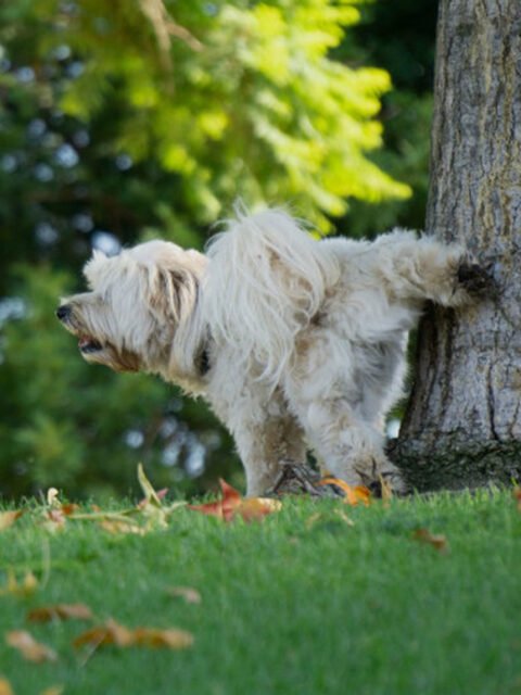 kopeklerde-tuvalet-egitimi