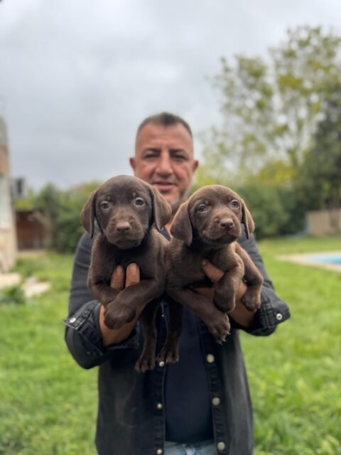 satılık labrador yavruları