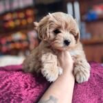 Evde Yalnız Kalabilen Büyük Köpek Irkları Nelerdir?