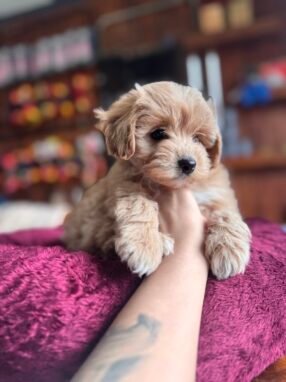 maltipoo