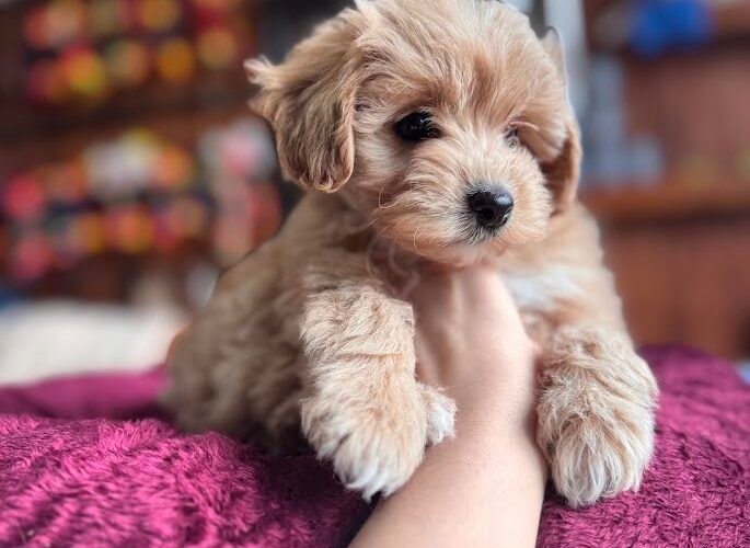maltipoo