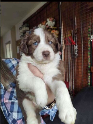kızıl border collie
