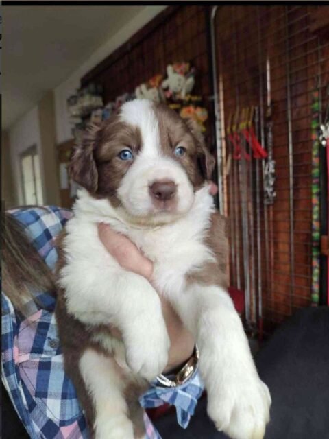 kızıl border collie
