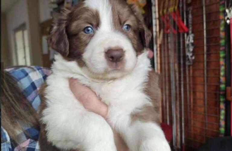 kızıl border collie