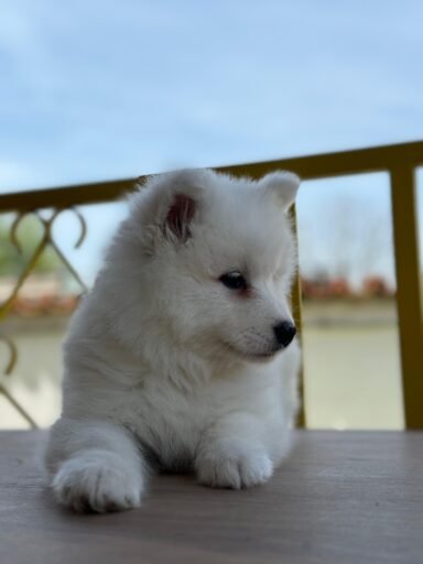 samoyed ırkı