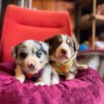 Burkem’de Yıldızlaşan Çikolata Rengi Labrador Yavruları