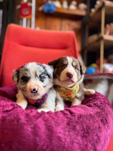satılık border collie yavrusu