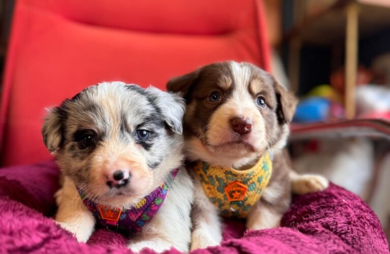 satılık border collie yavrusu