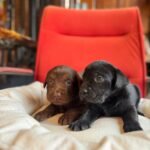 Burkemden Kızıl Renk Border Collie Yavruları Satışa Hazır