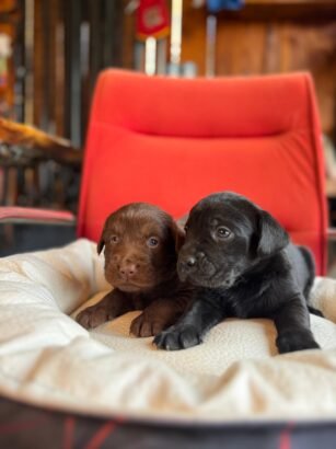satılık labrador yavruları