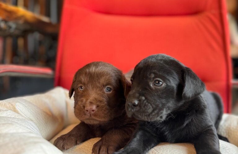 satılık labrador yavruları