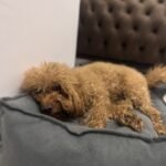 Evde Yalnız Kalabilen Büyük Köpek Irkları Nelerdir?