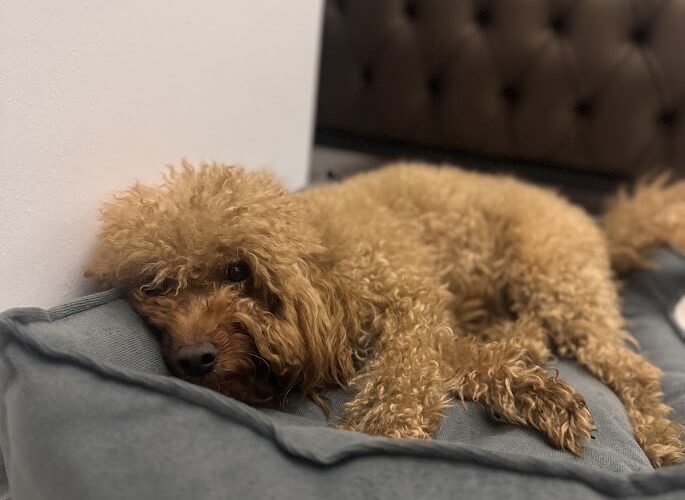 evde tuvalet eğitimi kolay köpek ırkları