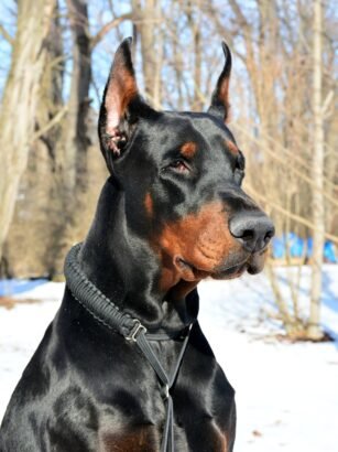 doberman
