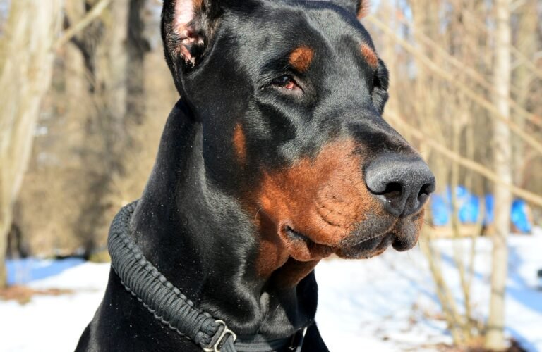 doberman