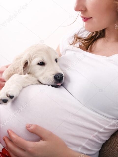 hamile ve köpek