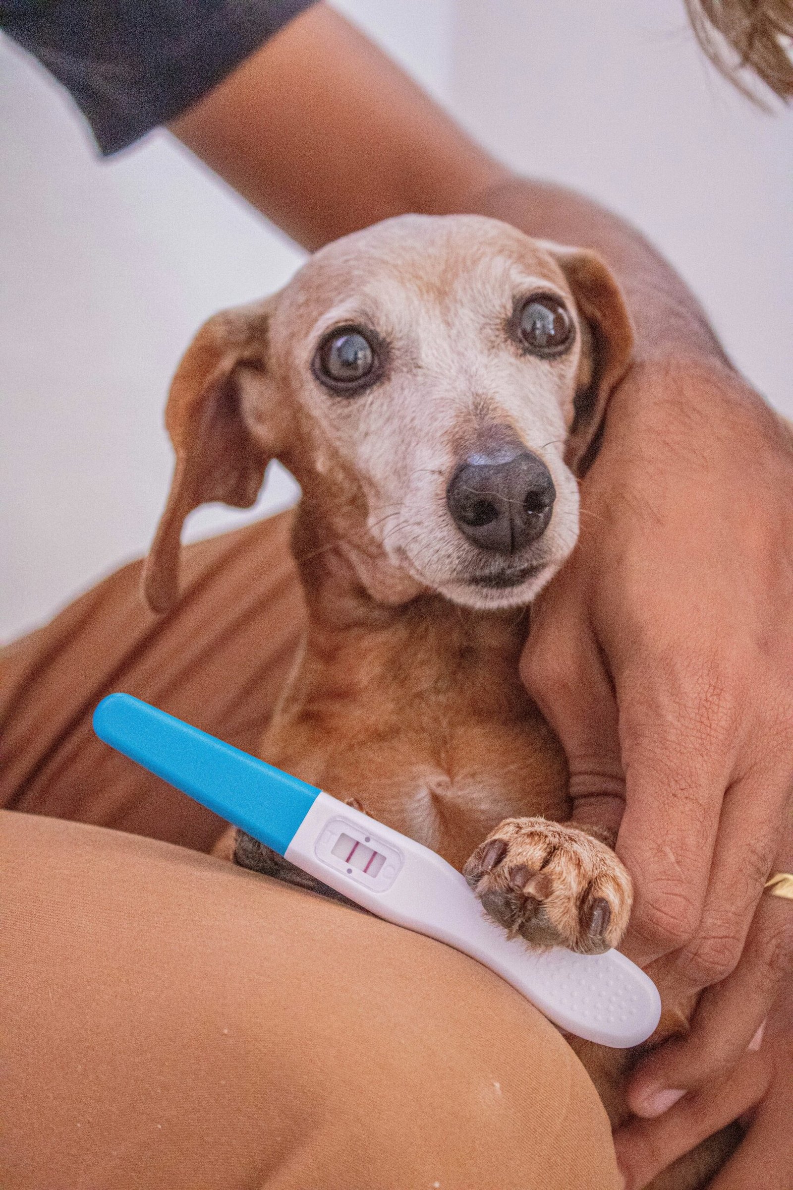 Hamilelik Döneminde Evde Köpek Beslemek Zararlı Mıdır?