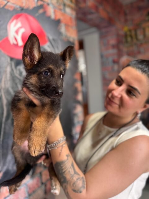 satılık alman kurdu