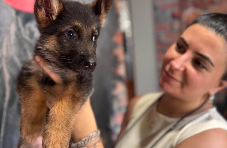 satılık alman kurdu