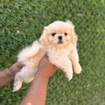 Burkem Köpek Çiftliği’nden Satılık Alman Kurdu Yavruları