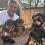 Burkem Köpek Çiftliği’nden Yorkshire Terrier Yavrular