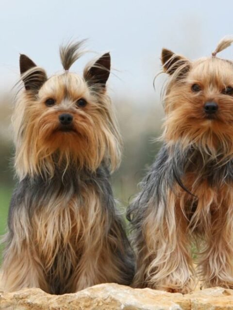 yorkshireterrier