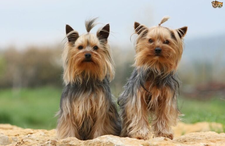 yorkshireterrier