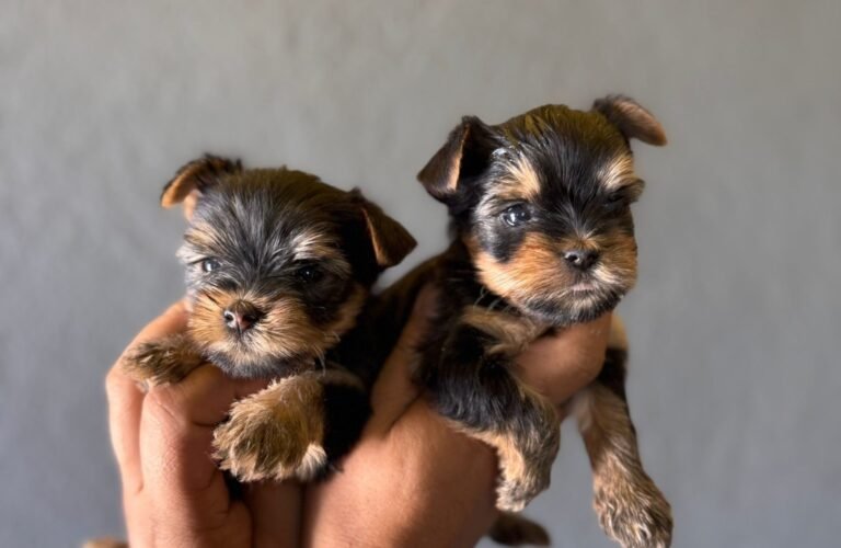 yorkshireterrier
